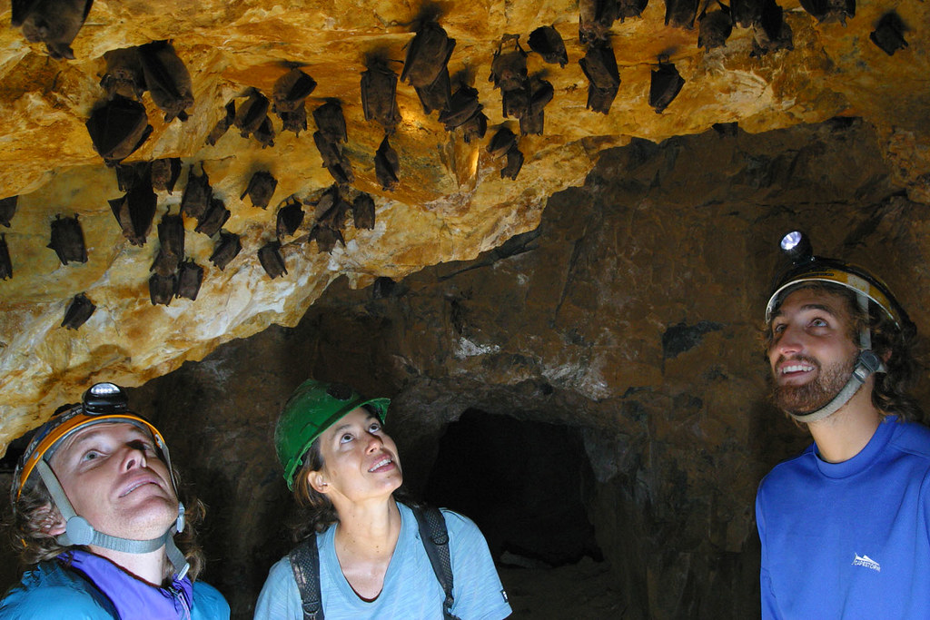 Finding bats inside Cave - Joy of Caving